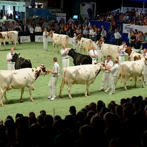 Ook voor de groep van Delta Fidelity (Kian x Lightning) kon uit veel dieren worden geselecteerd. Van Velzen gaf de stier een 8,0. „Een gave uniforme groep met beste benen."