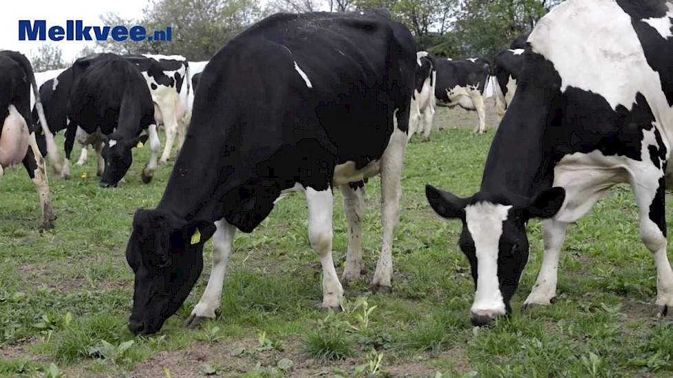 Herfstkalvende veestapel produceert 12.000 kg melk