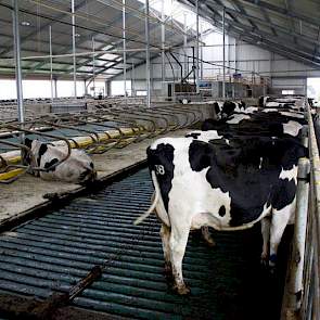 De stal heeft nu nog ruimte te over. Zeinstra groeit van 150 naar 230 dieren.