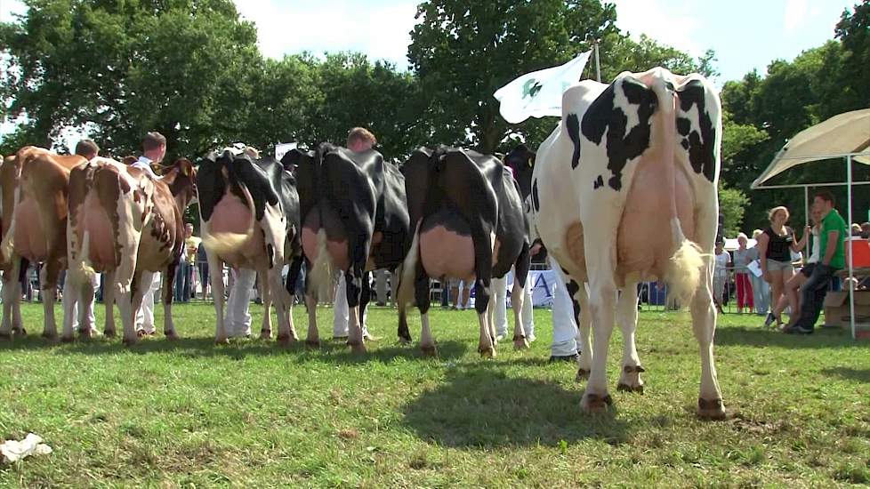 Algemeen kampioenen - Dierenshow Drenthe 2013 - Melkvee.nl