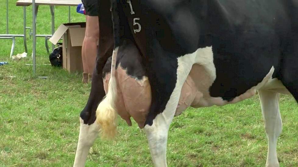 Kampioenschap oud - Dierenshow Drenthe 2013 - Melkvee.nl