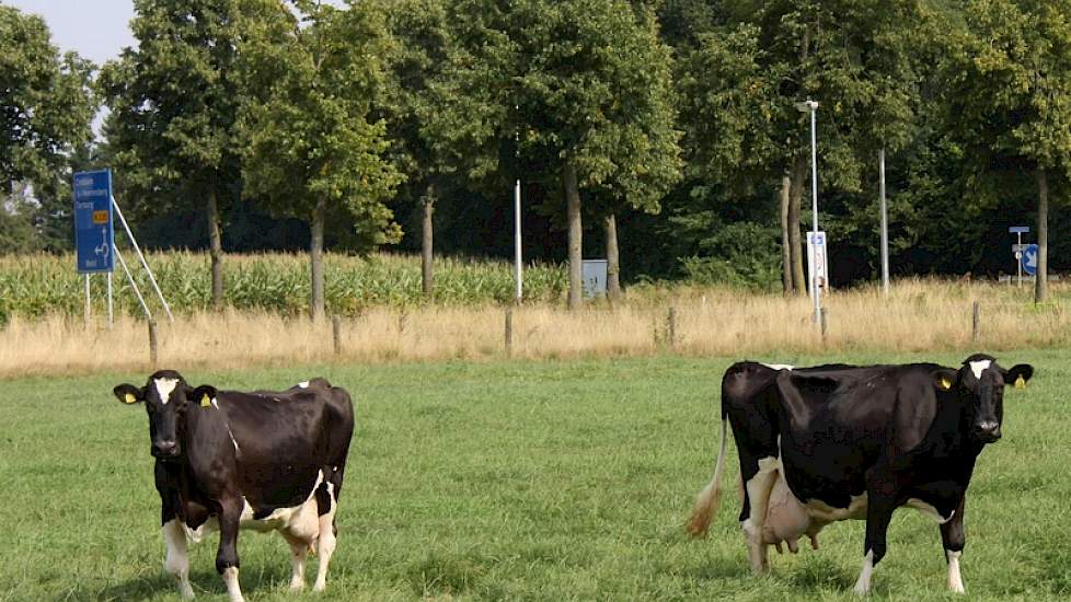 Nieuwsgierig wachten moeder en dochter af wat komen gaat. Dien 20 (Celsius x Sunny Boy) is van 1995. Archibald-dochter Dien 28 van 1997.