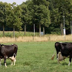 Nieuwsgierig wachten moeder en dochter af wat komen gaat. Dien 20 (Celsius x Sunny Boy) is van 1995. Archibald-dochter Dien 28 van 1997.