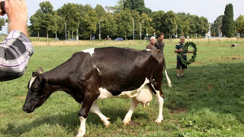 Prompt knijpt de geblesseerde Dien 20 er weer tussenuit. Ze is met 184.309 kilo melk nog altijd in lactatie op het bedrijf.