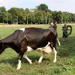 Prompt knijpt de geblesseerde Dien 20 er weer tussenuit. Ze is met 184.309 kilo melk nog altijd in lactatie op het bedrijf.