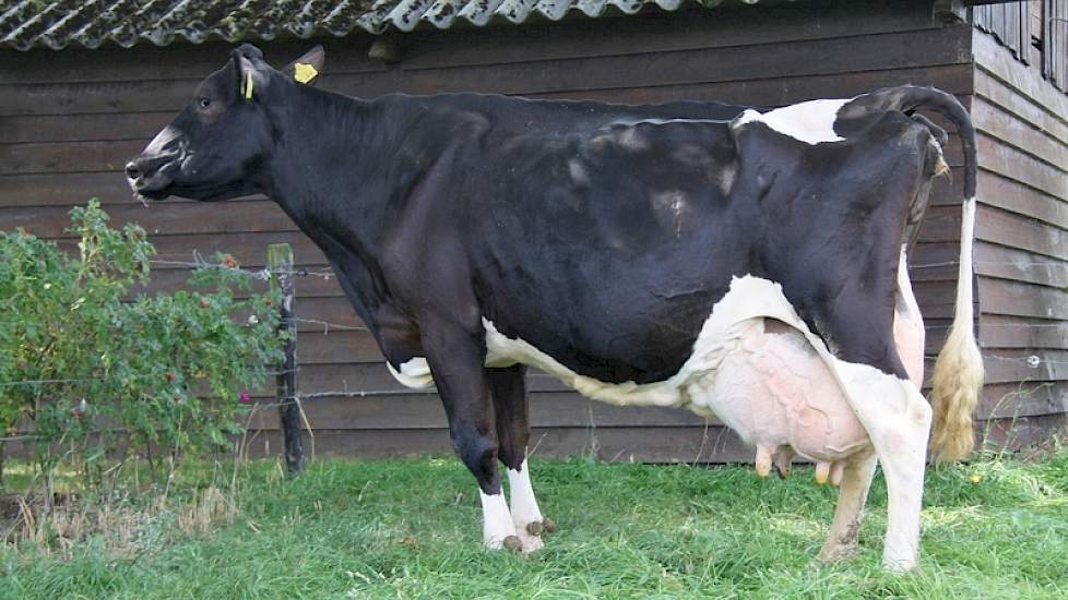 Dien 28 heeft net als haar moeder in tien lactaties de 10.000 kg vet/eiwit volgemaakt.