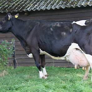 Dien 28 heeft net als haar moeder in tien lactaties de 10.000 kg vet/eiwit volgemaakt.