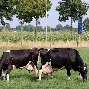 Dien 28 (rechts) met moeder Dien 20, die 184.309 kilo melk en 13.036 kilo vet en eiwit produceerde, in de wei van melkveehouder Michel Verhoeven in Beek Montferland.