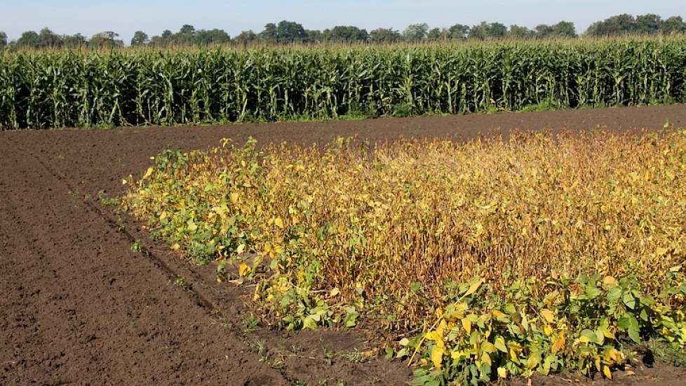 Soja oogsten gebeurt rond eerste week oktober. „Tot nu toe is 2,5 ton de max, dit is vergelijkbaar met 8 ton tarwe. Het begint er dus al goed op te lijken”, zegt Lei Teiling van Agrifirm. Maar net als destijds met mais gaat het om een subtropisch gewas, d