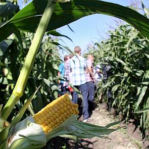 „Ga de mais in om te kijken wat de kolf doet!” Het is het eerste advies dat Agrifirm medewerker William Nillessen  de melkveehouders geeft. „Rassenkeus is minder belangrijk; met de grondbewerking en binnenkort natuurlijk het oogstoment valt veel meer te v