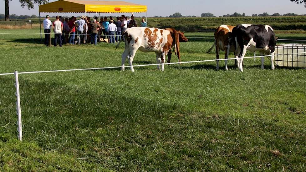 Vier pinken beoordelen via hun graasgedrag onder meer de smakelijkheid van verschillende grasmengsels. Rietzwenk is door hen het minst afgeweid. Het ene mengsel is sterker dan het andere; de pinken lopen sommige grasmengsels bij te diep beweiden net wat m