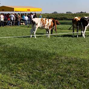 Vier pinken beoordelen via hun graasgedrag onder meer de smakelijkheid van verschillende grasmengsels. Rietzwenk is door hen het minst afgeweid. Het ene mengsel is sterker dan het andere; de pinken lopen sommige grasmengsels bij te diep beweiden net wat m