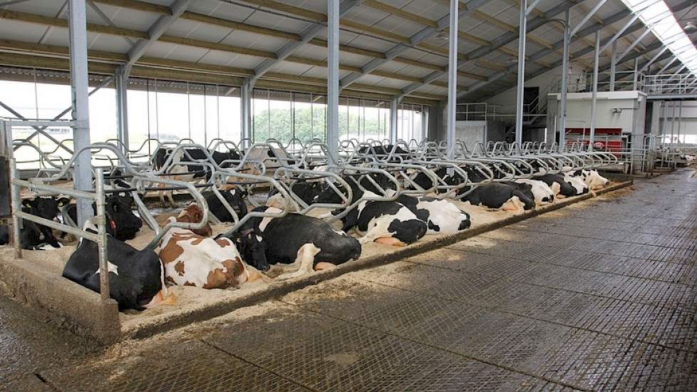 De stal is berekend op 122 melkkoeien. Op het moment lopen er 90. Gemolken wordt met 2 Lely A4's, die met de ruggen tegen elkaar in het midden van de stal staan.