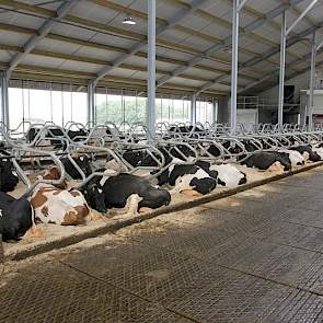 De stal is berekend op 122 melkkoeien. Op het moment lopen er 90. Gemolken wordt met 2 Lely A4's, die met de ruggen tegen elkaar in het midden van de stal staan.