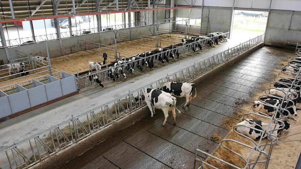 Hier de voorste helft: links het jongvee (aan dezelfde zijde van de voergang als het strohok en de drogen), rechts de rest van het melkvee. Ook de nuchtere kalveren staan in dezelfde stal, zij het met de dichte kant van de eenlinghokjes naar de melkkoeien