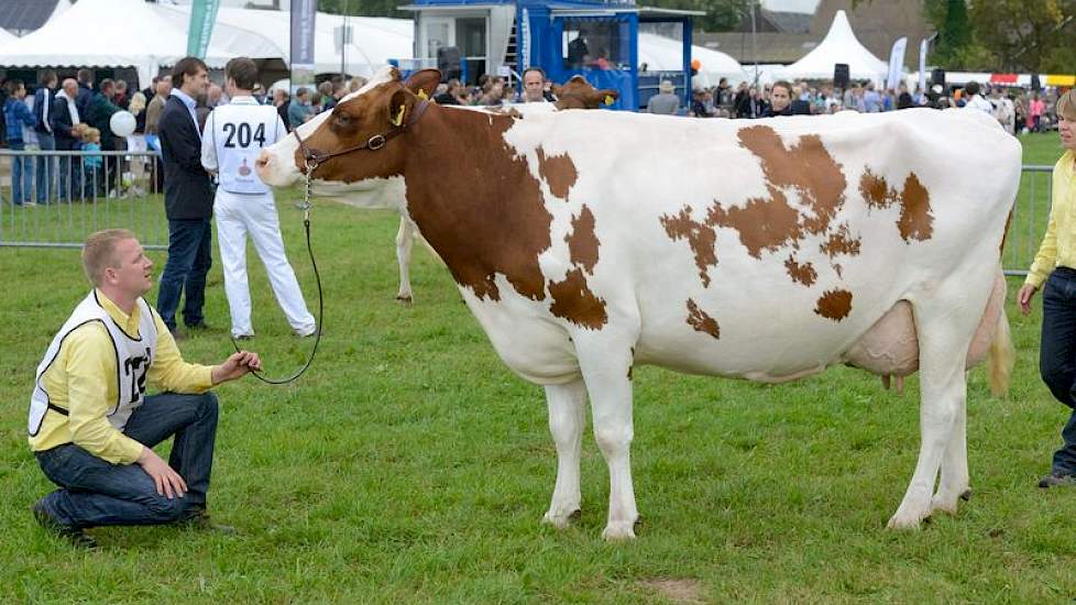 Roodbont kampioene oudere koeien Gasthuis Suzanne (V: Konvoy) van veehouderij Van Buren uit  Leerbroek.