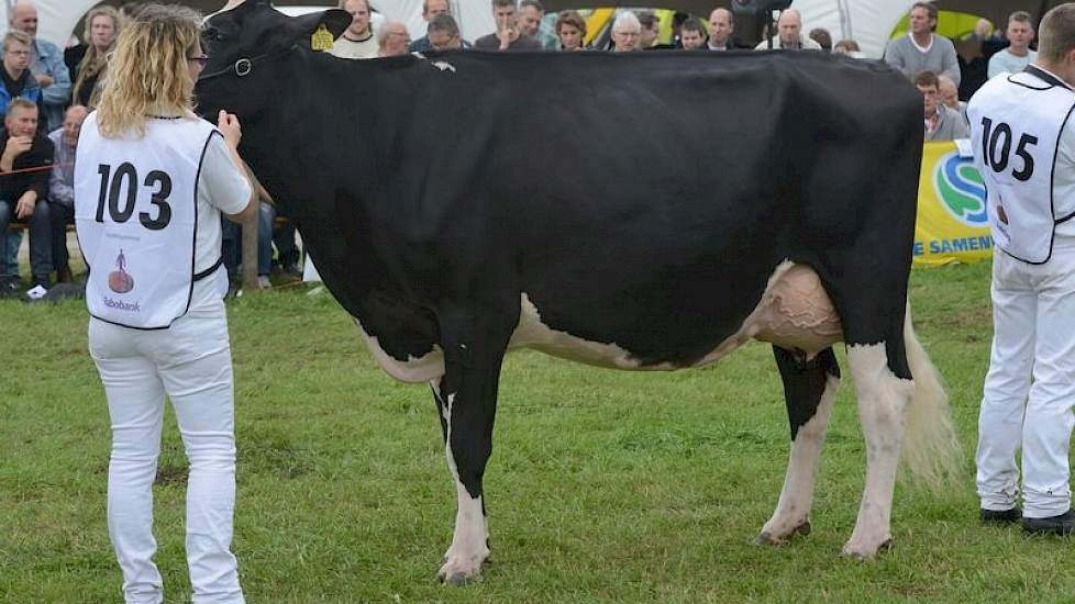 Middenklasse kampioene zwartbont Bons Holsteins Koba 191 (V: Jasper).