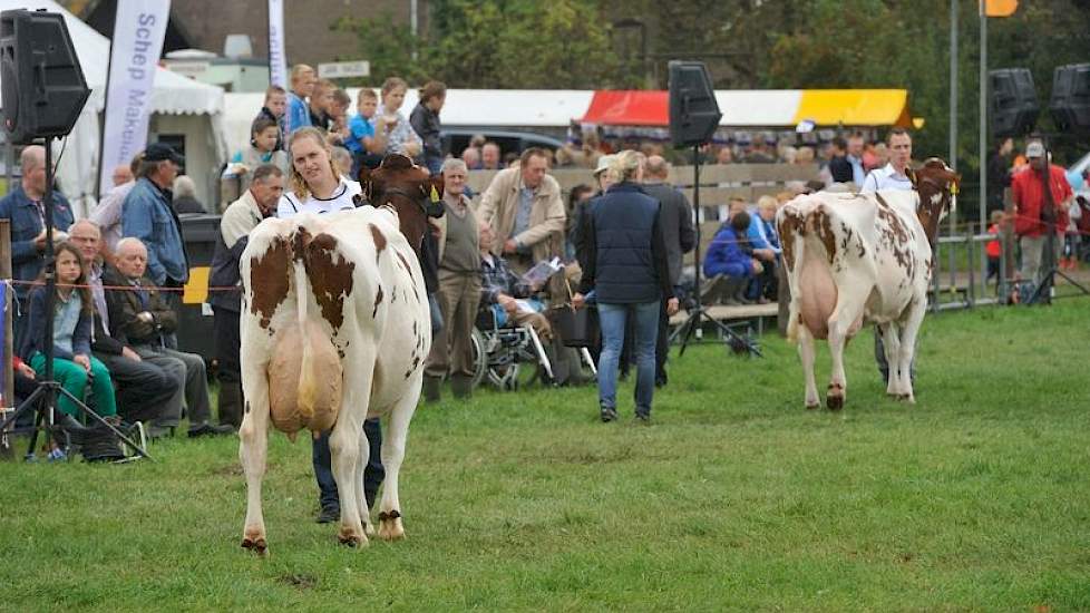 De jongste koe Wilma 323 (v. De Vlottenburg Kain 2) van Gieling uit Babberich voorop (op de achtergrond) en de op één na jongste Bontje 138 (v. Kian) van Ruijter uit Warmenhuizen er achteraan.