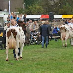 De jongste koe Wilma 323 (v. De Vlottenburg Kain 2) van Gieling uit Babberich voorop (op de achtergrond) en de op één na jongste Bontje 138 (v. Kian) van Ruijter uit Warmenhuizen er achteraan.