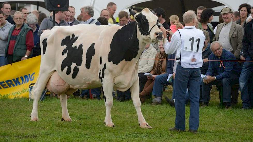 Wilhelmina 345 van Teus van Dijk uit Giessenburg combineert het beste van twee koefamilies. Twee loten uit de Wilhelmina-familie werden al eens NRM-kampioen, wat ook geldt voor grootmoeder Geertje 289. Haar Rudolph-zoon N.R.M. Rudolf is namelijk de vader