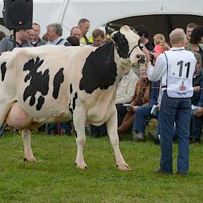 Wilhelmina 345 van Teus van Dijk uit Giessenburg combineert het beste van twee koefamilies. Twee loten uit de Wilhelmina-familie werden al eens NRM-kampioen, wat ook geldt voor grootmoeder Geertje 289. Haar Rudolph-zoon N.R.M. Rudolf is namelijk de vader