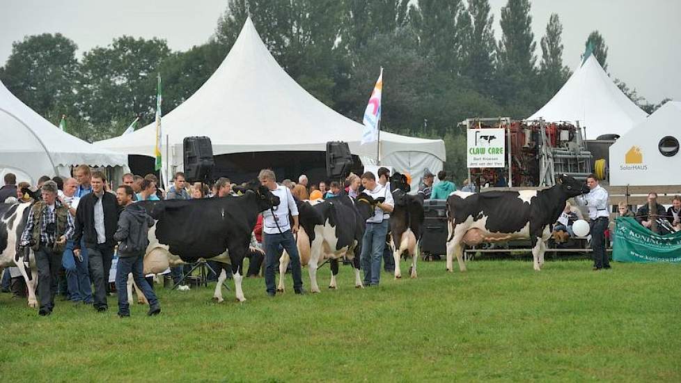 Om 11.30 uur betraden de twaalf finalisten op leeftijdsvolgorde de hoofdring. Op de foto van rechts naar links Nordika 5 (v. Colombo) van Engelen uit Grashoek, Tommy 784 (v. Kirby) van Albring uit Drouwenermond, Klara 112 (v. Palmer) van Van der Wal uit G