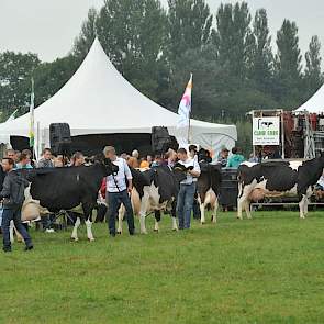 Om 11.30 uur betraden de twaalf finalisten op leeftijdsvolgorde de hoofdring. Op de foto van rechts naar links Nordika 5 (v. Colombo) van Engelen uit Grashoek, Tommy 784 (v. Kirby) van Albring uit Drouwenermond, Klara 112 (v. Palmer) van Van der Wal uit G