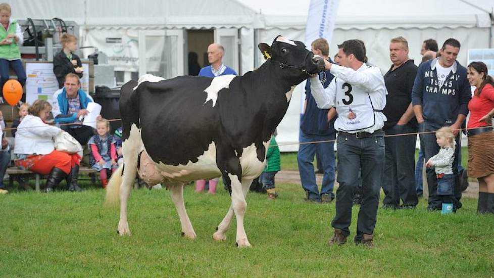 Grashoek Nordika 5 was een optreden in de keuringsring gewend, getuige haar fraaie manier van showen. De Limburgse koe onderscheidt zich door haar hoge melkproductie en gehalten en haar prima vruchtbaarheid.