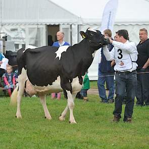 Grashoek Nordika 5 was een optreden in de keuringsring gewend, getuige haar fraaie manier van showen. De Limburgse koe onderscheidt zich door haar hoge melkproductie en gehalten en haar prima vruchtbaarheid.