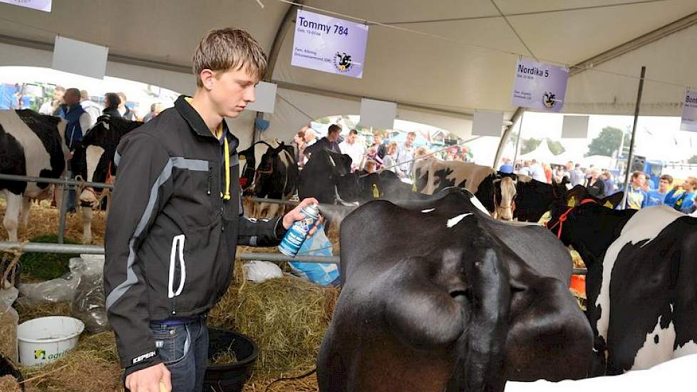 De twaalf koeien stonden met de koppen naar elkaar toe in twee rijen van zes in een fraaie tent opgesteld.