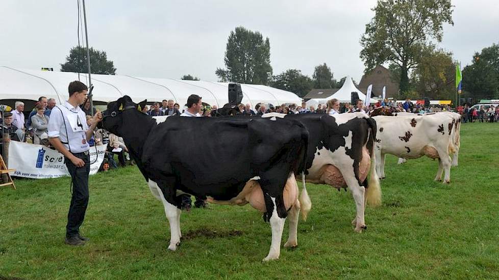 De vier jonge koeien bestonden uit de toch al negen jaar oude Tommy 784 (v. Kirby) van Albring uit Drouwenermond, Nordika 5 (v. Colombo) van Engelen uit Grashoek, Bontje 138 (v. Kian) van Ruijter uit Warmenhuizen en Wilma 323 (v. De Vlottenburg Kain 2) va