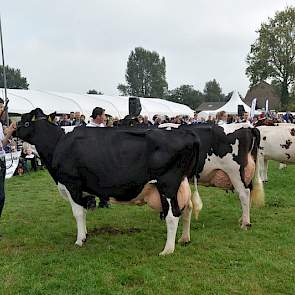 De vier jonge koeien bestonden uit de toch al negen jaar oude Tommy 784 (v. Kirby) van Albring uit Drouwenermond, Nordika 5 (v. Colombo) van Engelen uit Grashoek, Bontje 138 (v. Kian) van Ruijter uit Warmenhuizen en Wilma 323 (v. De Vlottenburg Kain 2) va