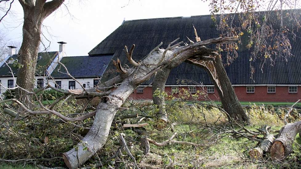 Als luciferhoutjes knapten bomen af. Of bomen kwamen met wortel en al naar boven en versperden wegen.