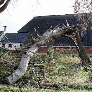 Als luciferhoutjes knapten bomen af. Of bomen kwamen met wortel en al naar boven en versperden wegen.