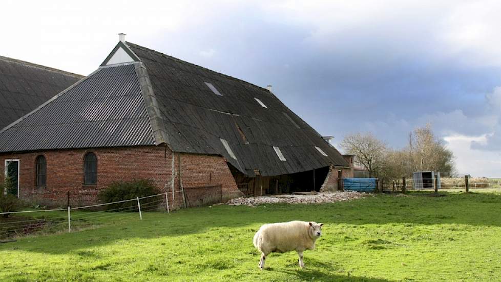 In Pieterburen lichtte de storm het dak van dit rijksmonument. De schapen zijn niet geraakt. Het monument is nu geheel ontzet en deels zonder muur.