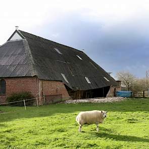 In Pieterburen lichtte de storm het dak van dit rijksmonument. De schapen zijn niet geraakt. Het monument is nu geheel ontzet en deels zonder muur.