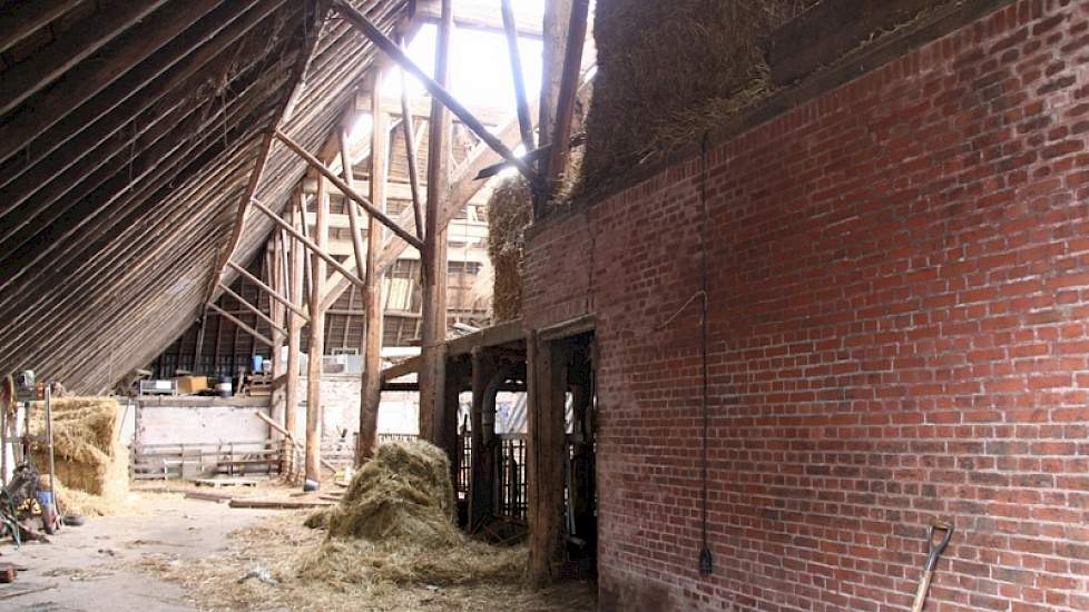 Het oudere jongvee deed de melkveehouder na het natuurgeweld naar buiten; de jongste kalveren vonden onderdak bij een buurman.