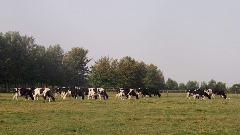 Het 200 hectare grote bedrijf telt 80 melkkoeien, 65 stuks jongvee, 100 schapen en 100 zoogkoeien. Het terrein is volledig omheind.  Creemers haalt herinneringen op uit 1993 toen hij kennis maakte met een groot stuk braakliggend terrein. „Geen sloten, afw