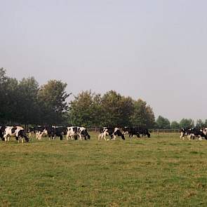 Het 200 hectare grote bedrijf telt 80 melkkoeien, 65 stuks jongvee, 100 schapen en 100 zoogkoeien. Het terrein is volledig omheind.  Creemers haalt herinneringen op uit 1993 toen hij kennis maakte met een groot stuk braakliggend terrein. „Geen sloten, afw