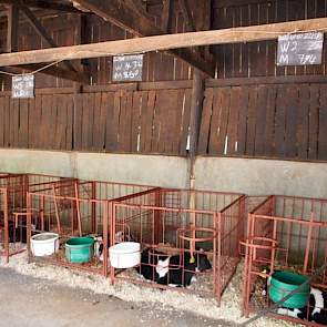 Tot tien jaar geleden fokte Creemers met tien verschillende lokale rassen en natuurlijke dekking. Alhoewel hij voor het dekken zwart bonte stieren gebruikte, kon hij pas in 2000 over stappen op kunstmatige inseminatie.