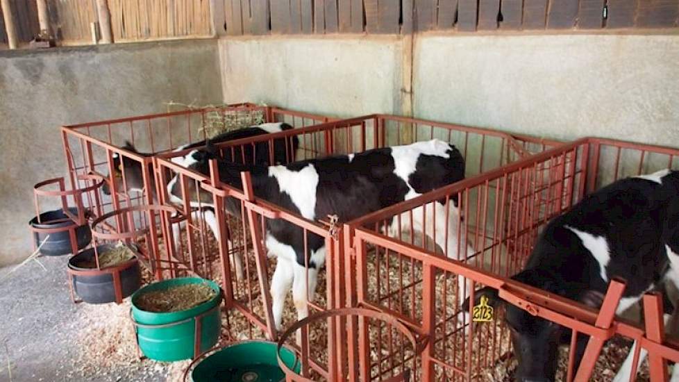 Hij insemineert de koeien nu met Nederlands sperma van stieren als Big Winner, Delta Olympic en Delta Stilist. Van de laatste stier heeft hij vorig jaar twee stiertjes verkocht aan het Keniaanse stierenopfokstation.