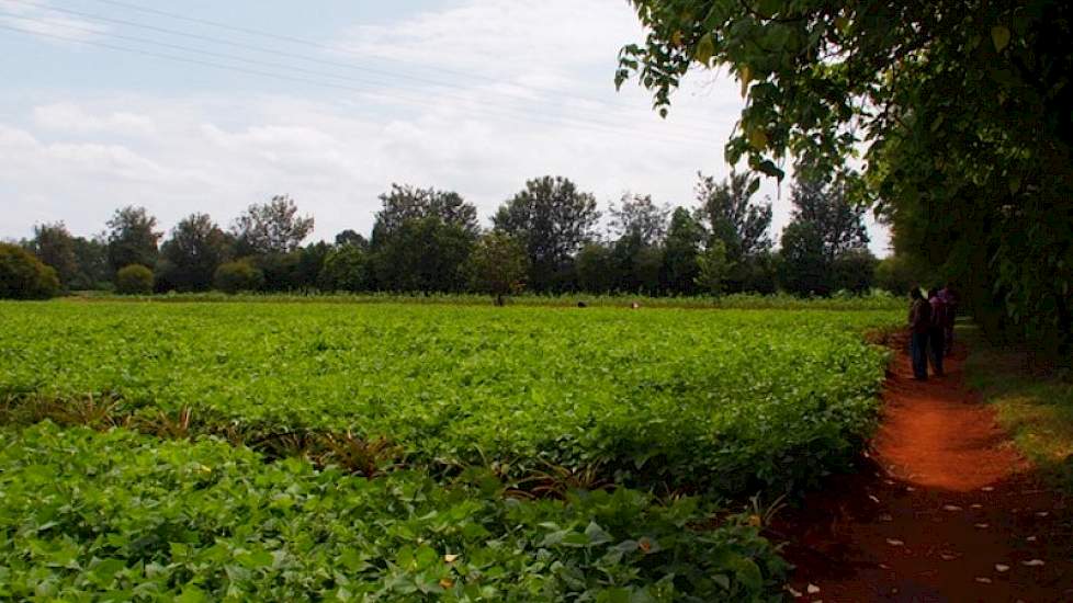 Er worden kleinschalig groentes als kool, uien, tomaten, aardappelen en bonen verbouwd. Op de boerderij werken ongeveer 40 arbeidskrachten. In het weeshuis zijn 15 mensen werkzaam.