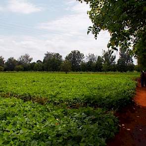 Er worden kleinschalig groentes als kool, uien, tomaten, aardappelen en bonen verbouwd. Op de boerderij werken ongeveer 40 arbeidskrachten. In het weeshuis zijn 15 mensen werkzaam.