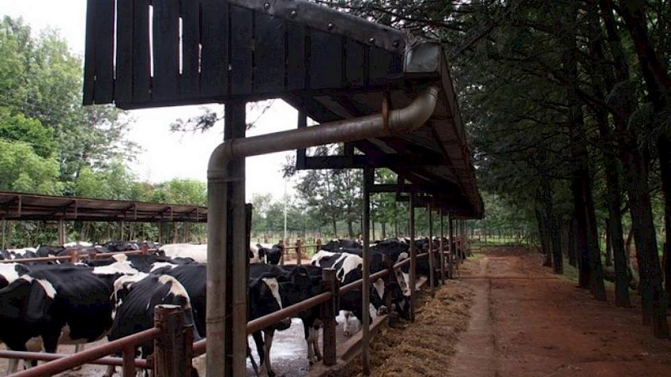 Een overdekte stal voor de melkkoeien is er niet. De wachtruimte doet bij de melkstal doet ook dienst als vreetplaats voor de dieren. Hier krijgen ze overdag snijmaïs bijgevoerd.