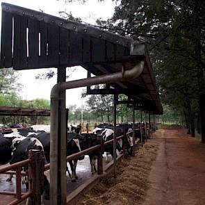 Een overdekte stal voor de melkkoeien is er niet. De wachtruimte doet bij de melkstal doet ook dienst als vreetplaats voor de dieren. Hier krijgen ze overdag snijmaïs bijgevoerd.