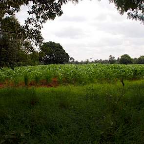 Baraka Farm ligt nog op geen uur rijden ten noorden van de evenaar op 1.970 meter hoogte. Jaarlijks valt er gemiddeld 1.100 millimeter regen en afgelopen jaar zelfs 1.775 millimeter. Ter vergelijking in Nederland valt er gemiddeld 750 millimeter per jaar.