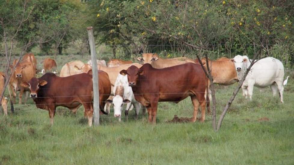 Bovendien heeft het bedrijf nog 100 schapen en 100 zoogkoeien inclusief jongvee. Het ultieme doel voor Jos Creemers is om van het melkveebedrijf een volledige en onafhankelijk inkomstenbron voor het weeshuis te maken.