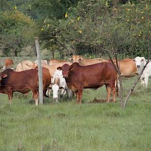 Bovendien heeft het bedrijf nog 100 schapen en 100 zoogkoeien inclusief jongvee. Het ultieme doel voor Jos Creemers is om van het melkveebedrijf een volledige en onafhankelijk inkomstenbron voor het weeshuis te maken.