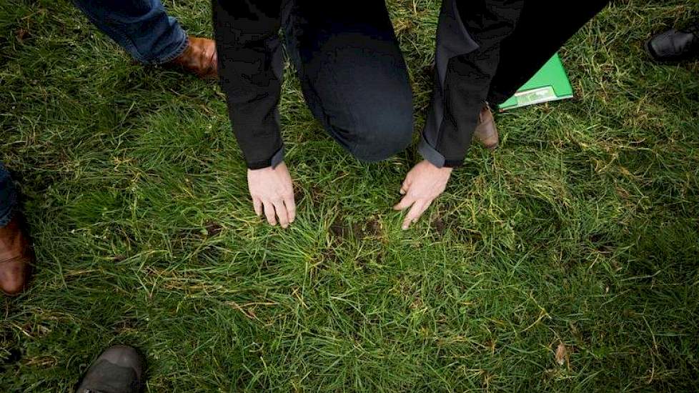 Frans Versteegen van Innoseeds verteld de aanwezige veehouders dat de huidige tetraploïde zaden een hoge opbrengst geven zonder dat de bodem geheel bedekt is. De diploïde zaden geven een betere bodembedekking doordat deze zaden beter uitstoelen.