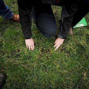 Frans Versteegen van Innoseeds verteld de aanwezige veehouders dat de huidige tetraploïde zaden een hoge opbrengst geven zonder dat de bodem geheel bedekt is. De diploïde zaden geven een betere bodembedekking doordat deze zaden beter uitstoelen.